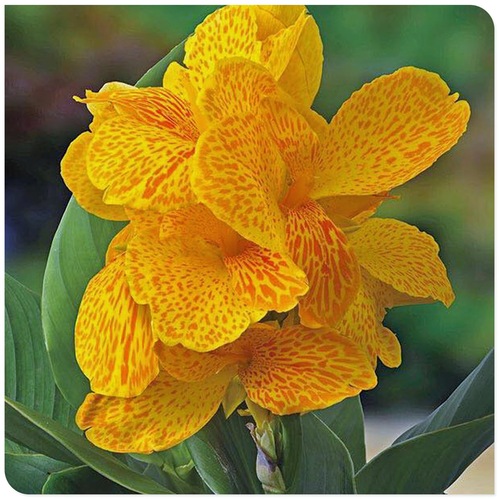 Canna Lily Bulbs Mix Flowering, Canna Lily Tubers, Canna Lily Grow Fast. Exotic, Excellent Display, Canna Lily Easy to Plant, Canna Lily Hardy Perennial Canna Plants UK,-1bulbs-A