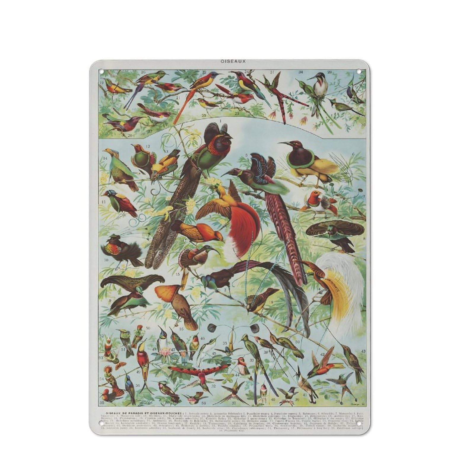 Oiseaux Birds Decorative Tin Plaque 40x30cm, Decorative Novelty Wall Art for Hallway, Home Bar, Garage Or Study