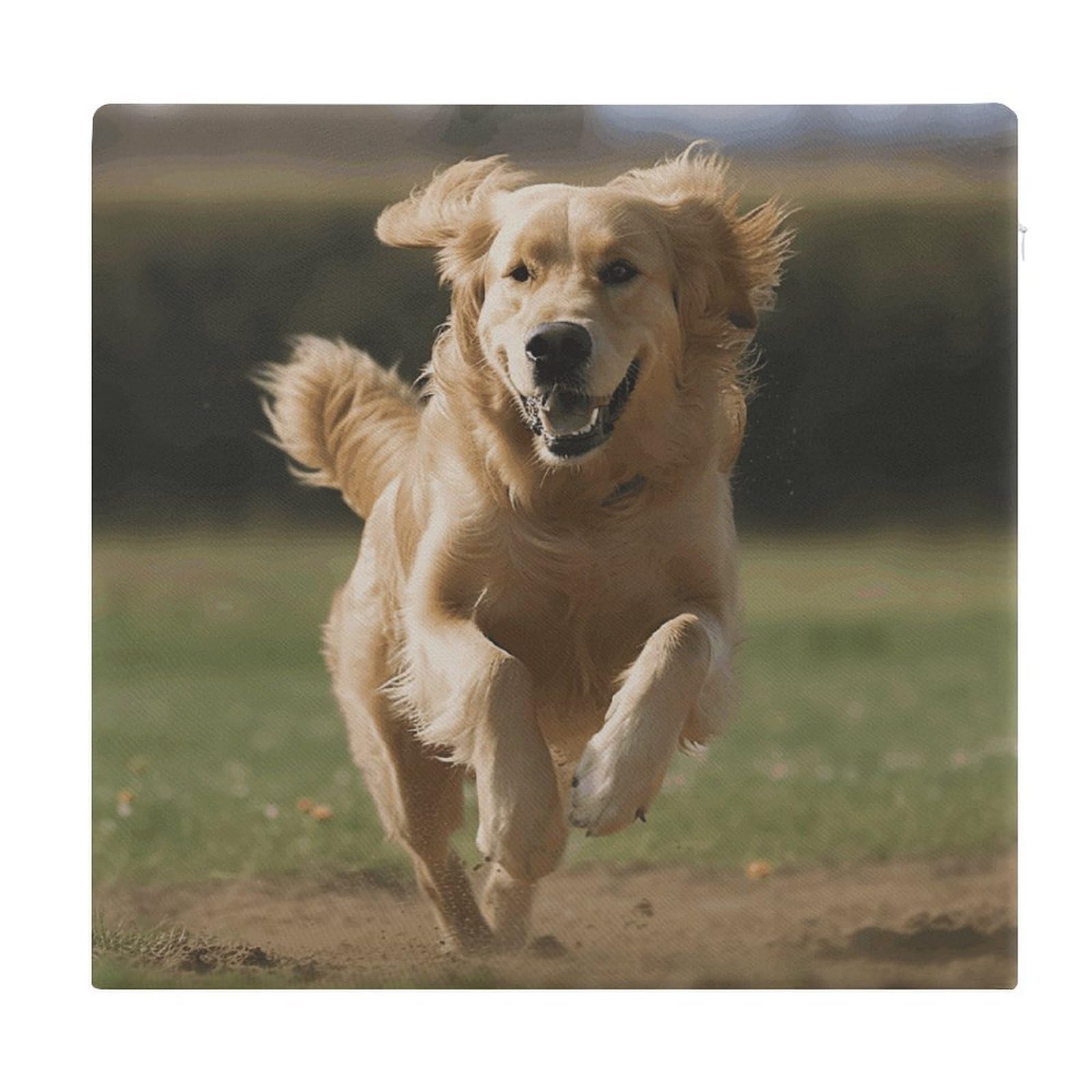 FekiLoot gold retriever square seat cushion outdoor running cushion memory foam cushion non slip comfort meditation cushion for kitchen dining office
