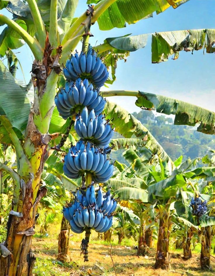 Live Blue Java Ice Cream Banana Plant, Indoor/Outdoor Tropical Plant, 200 cm Height, All Season Growing (pack of 1 without pot)-image-3