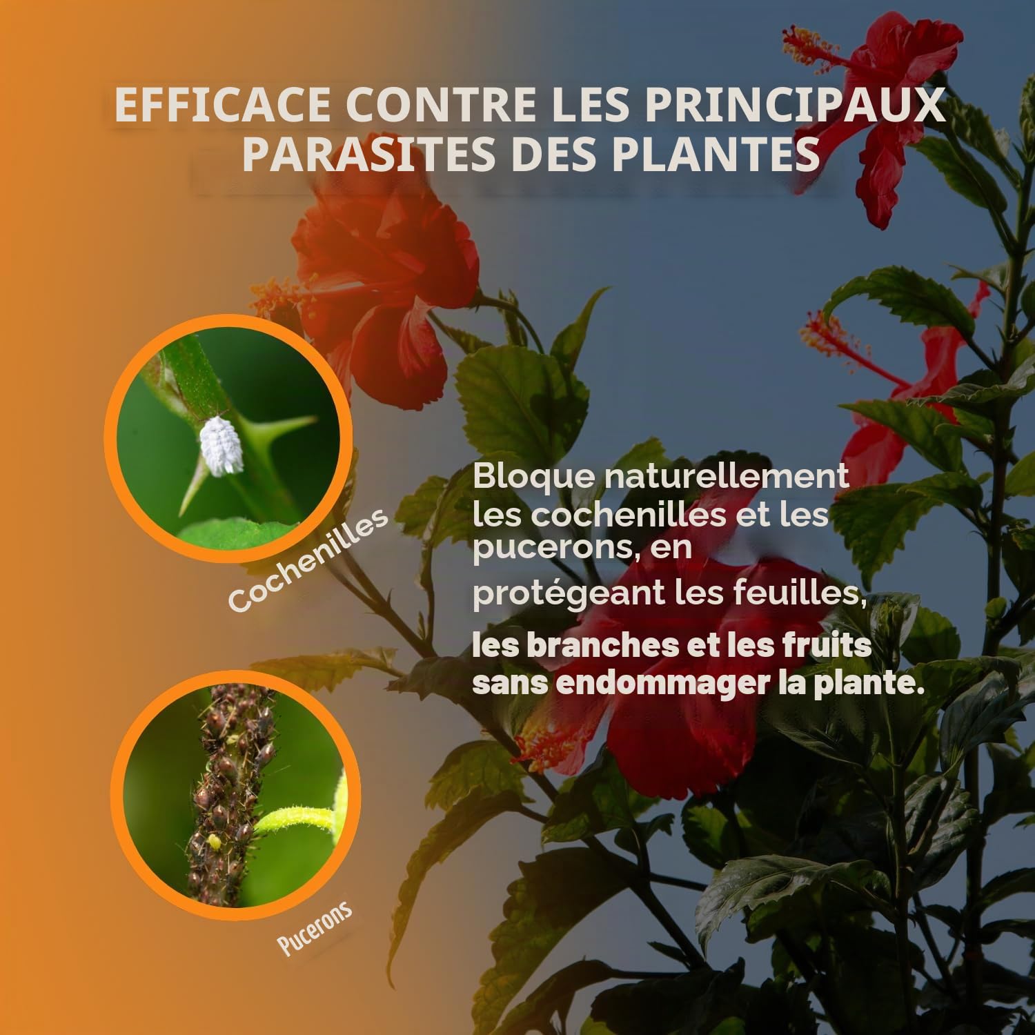 VEGETOL® huile végétale blanche pour insectes parasites (pucerons-cochenilles) liquide fortifiant CULTIVATION BIOLOGIQUE DE HAUTE QUALITÉ (0,5 Kg) (1)