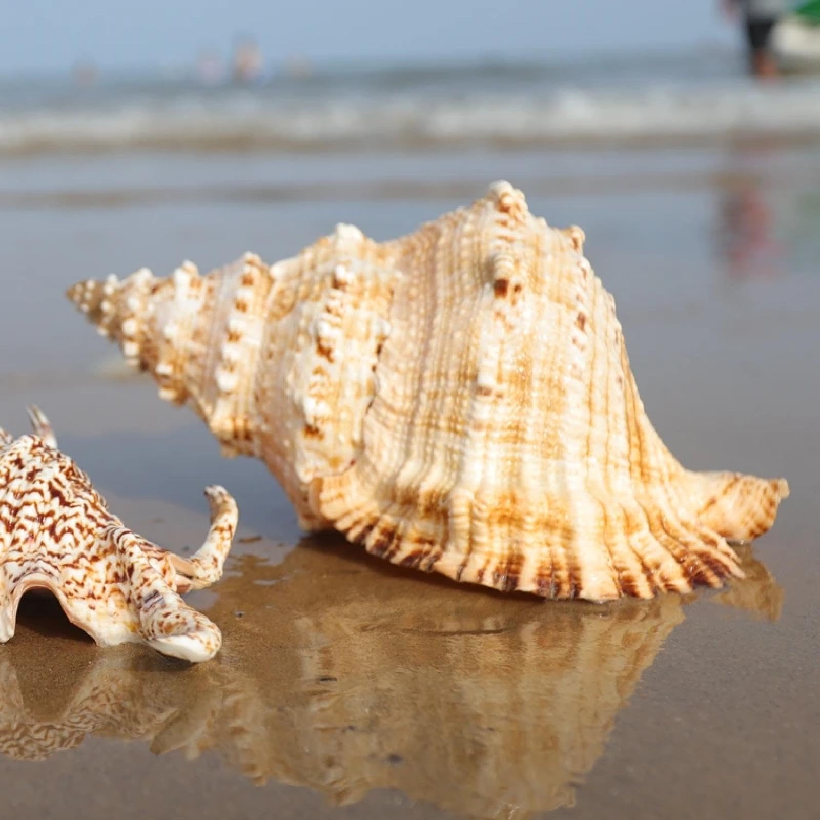 FOSANGNANTU Shells for Crafts,Big Chrysanthemum Frog Snail Conch Shells Stone Horn Snail Can Be Made Into Horn Fish Tank Aquarium Natural Home Decor 18-19cm