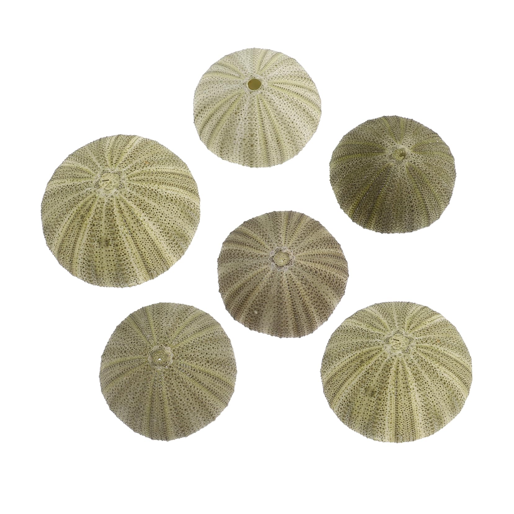 PRETYZOOM DIY Air Container 6 Sea Shells Hanging Decor for Home/Aquarium/Nautical Decor