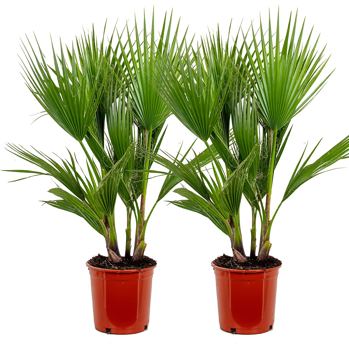 Bloomique - Lot de 2 - Washingtonia Robusta - Palmier éventail mexicain - Palmier rustique - Plantes de jardin - Hauteur 80-​100 cm - Pot 21 cm