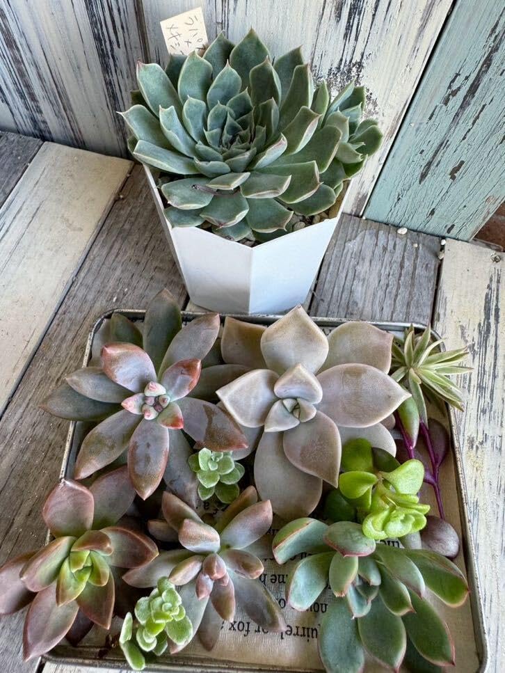 miso苗⭐️(アルバ×メキポル)×アテマ⭐️札付ミソップさん 多肉 エケベリア miso苗⭐️(アルバ×メキポル)×アテマ⭐️札付ミソップさん 多肉