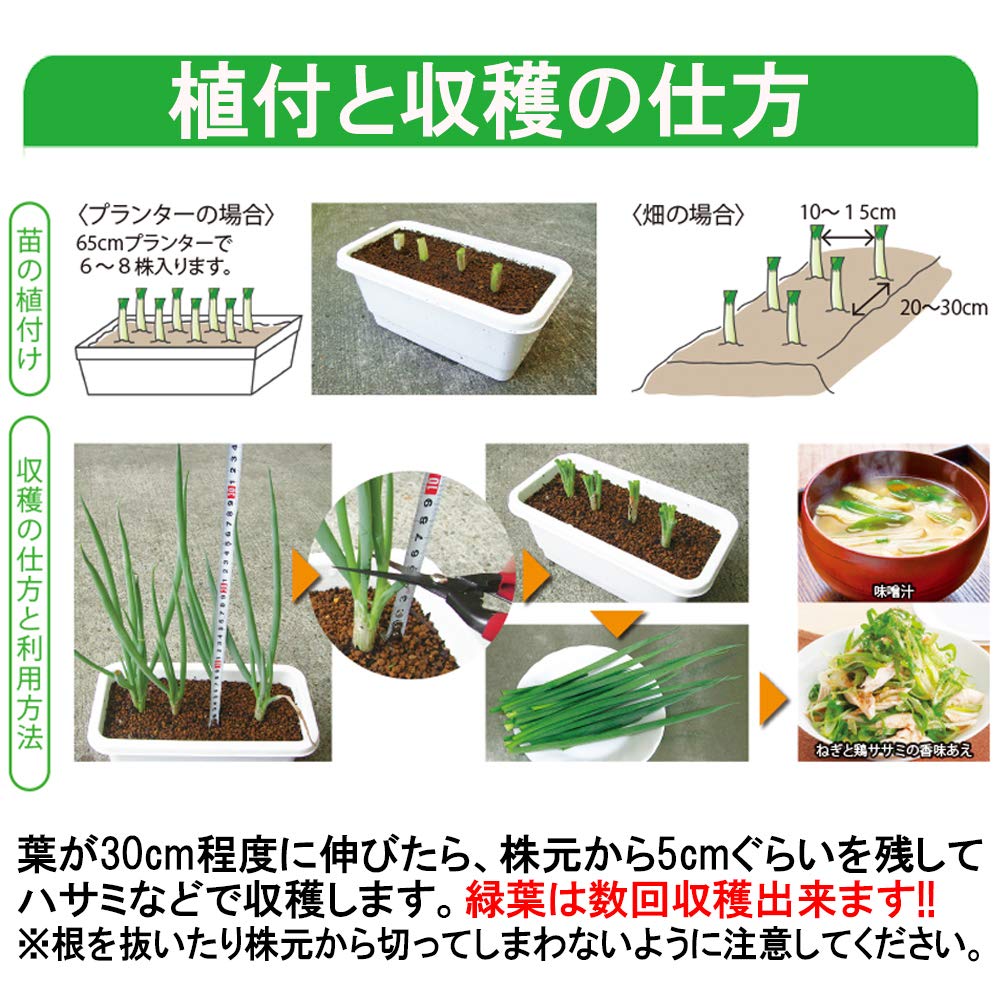 Amazon.co.jp: ITANSE 「九条太ねぎポット苗(干しねぎ挿し苗