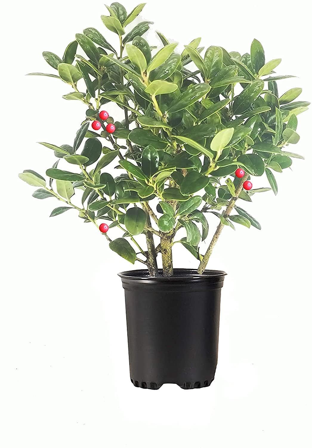Dwarf Burford Holly 1 Quart