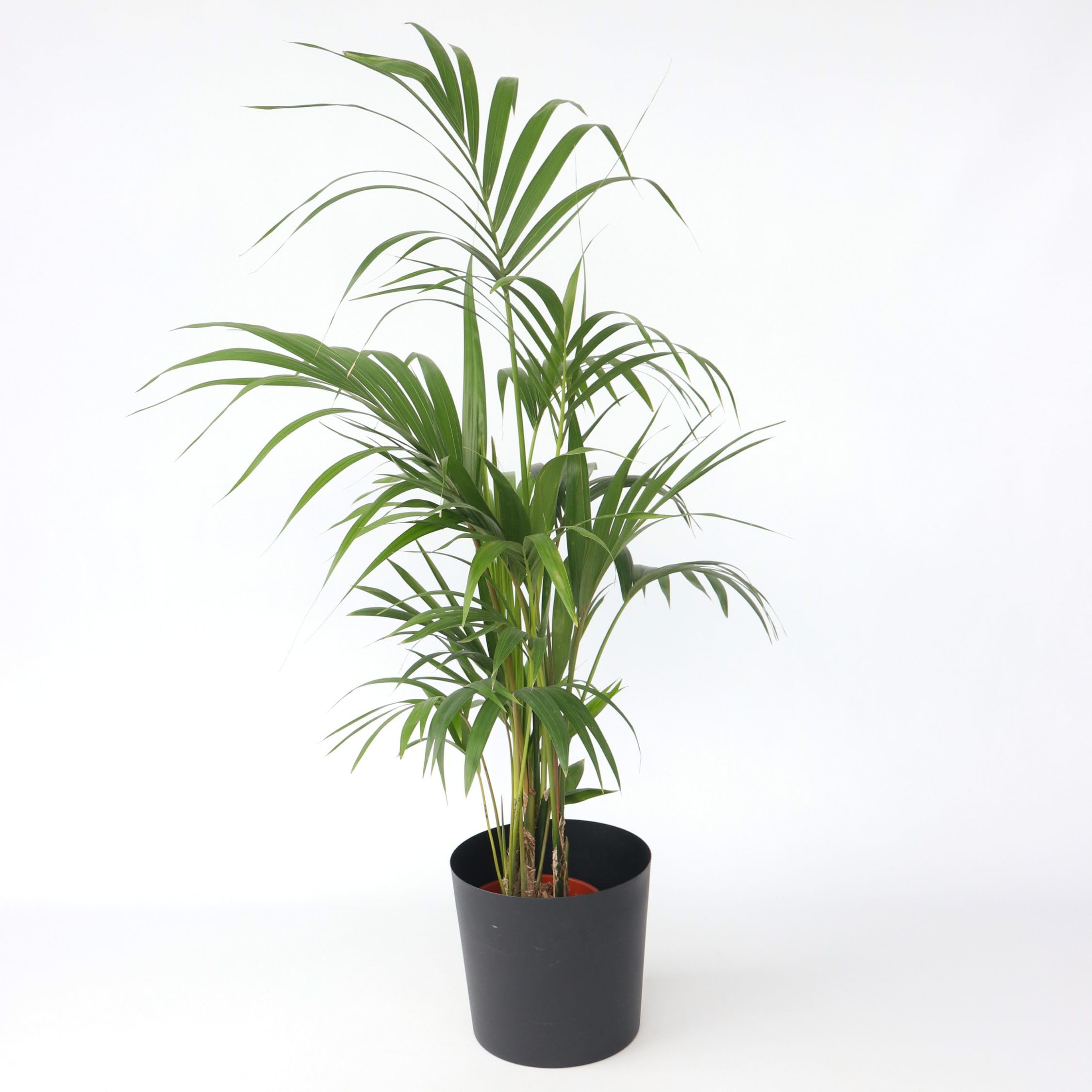 Plant in a Box - Howea forsteriana - Kentia - Palmera de interior - Maceta 21cm - Altura 130-140cm - Planta verde - Siempre verde
