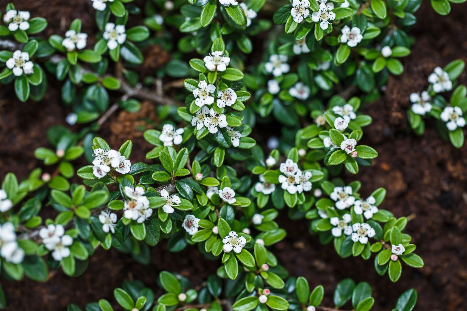 Cotoneaster dammeri 'Radicans' 25 Stück – Kriechmispel – Winterhart, Immergrün, Bodendecker für Garten