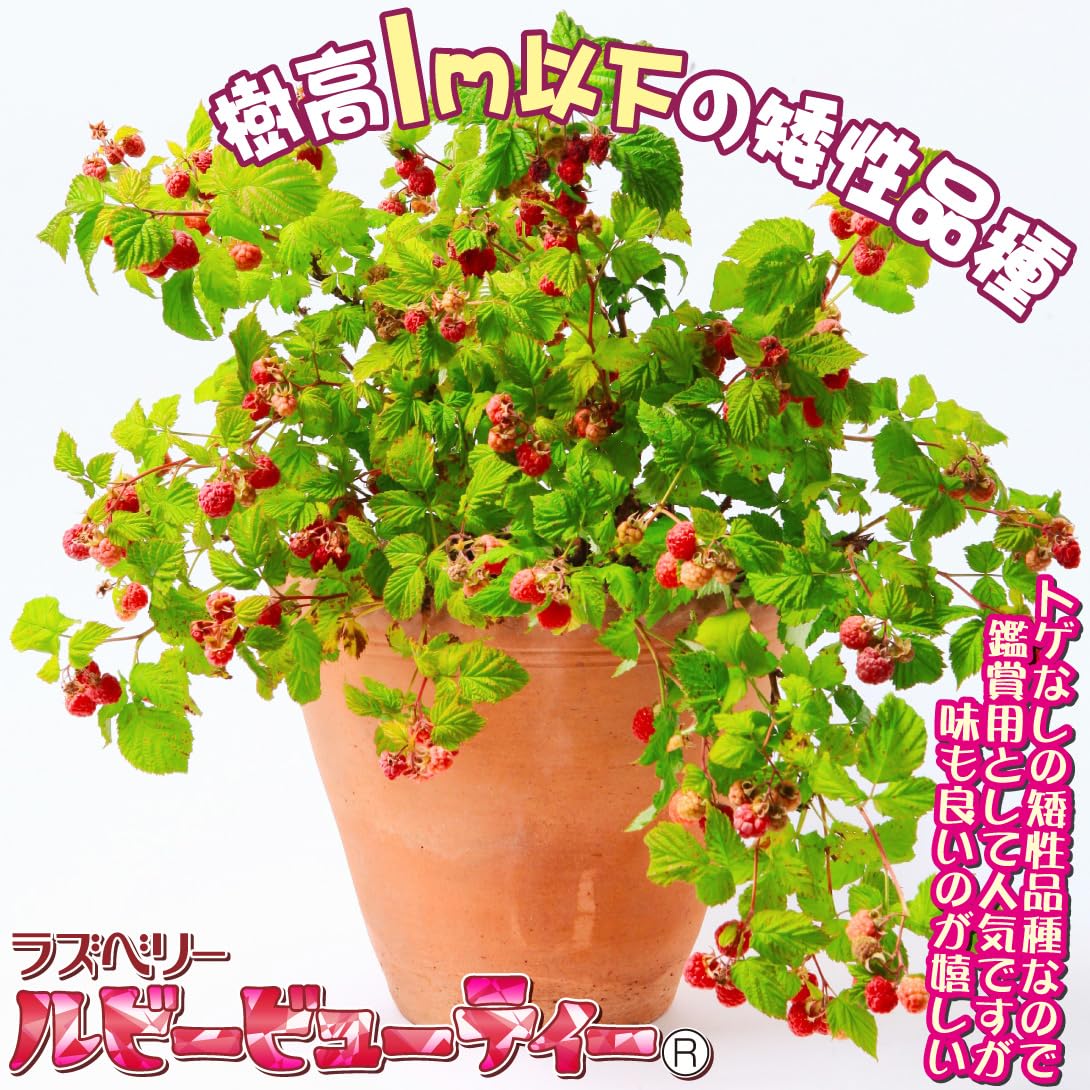 ヘルシービューティー　ラズベリー1袋 ラズベリー・ルビービューティー| 種・苗・ガーデニング用品の