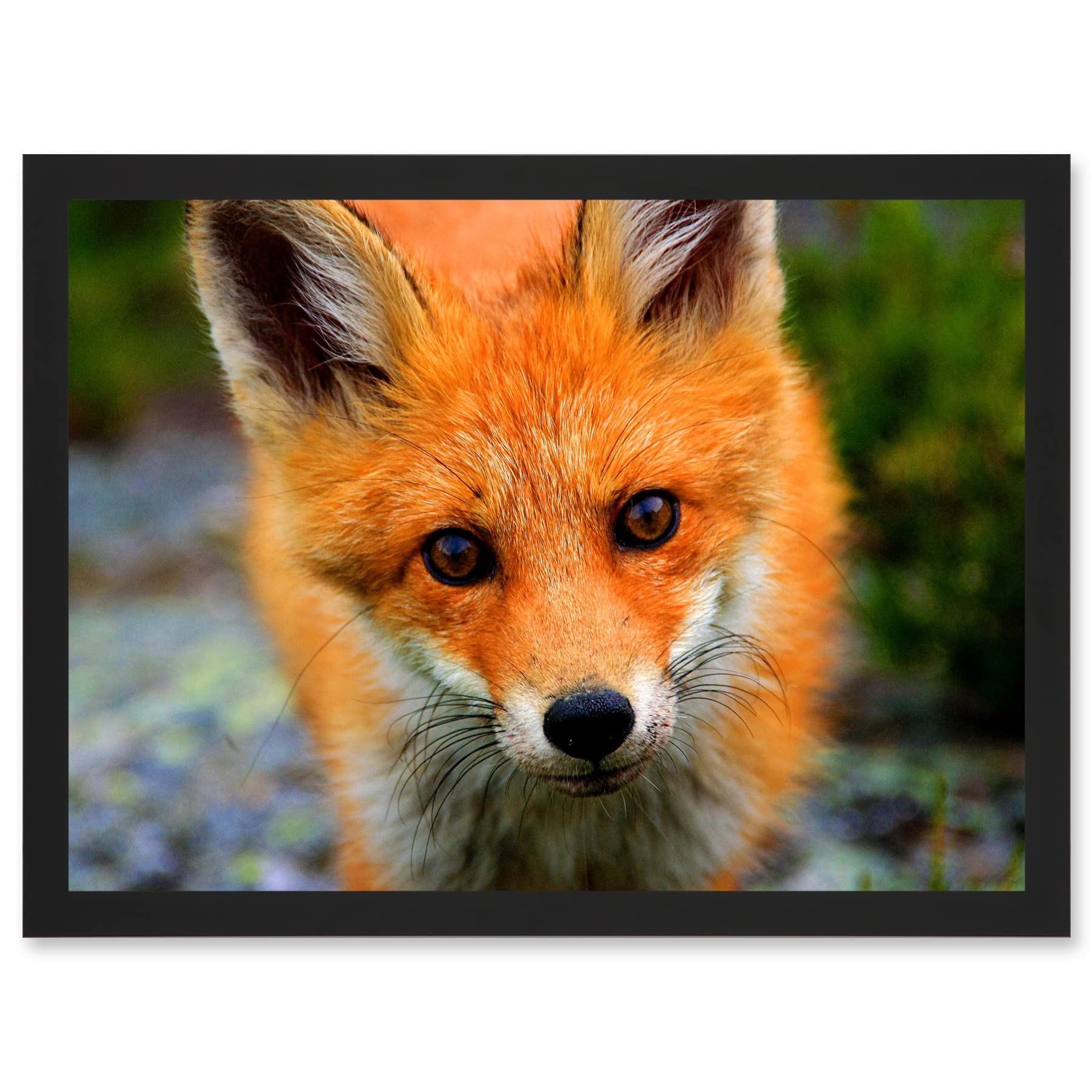 Baby Red Fox Portrait Woodland Framed Wall Art Print - A4 Size - Artery8