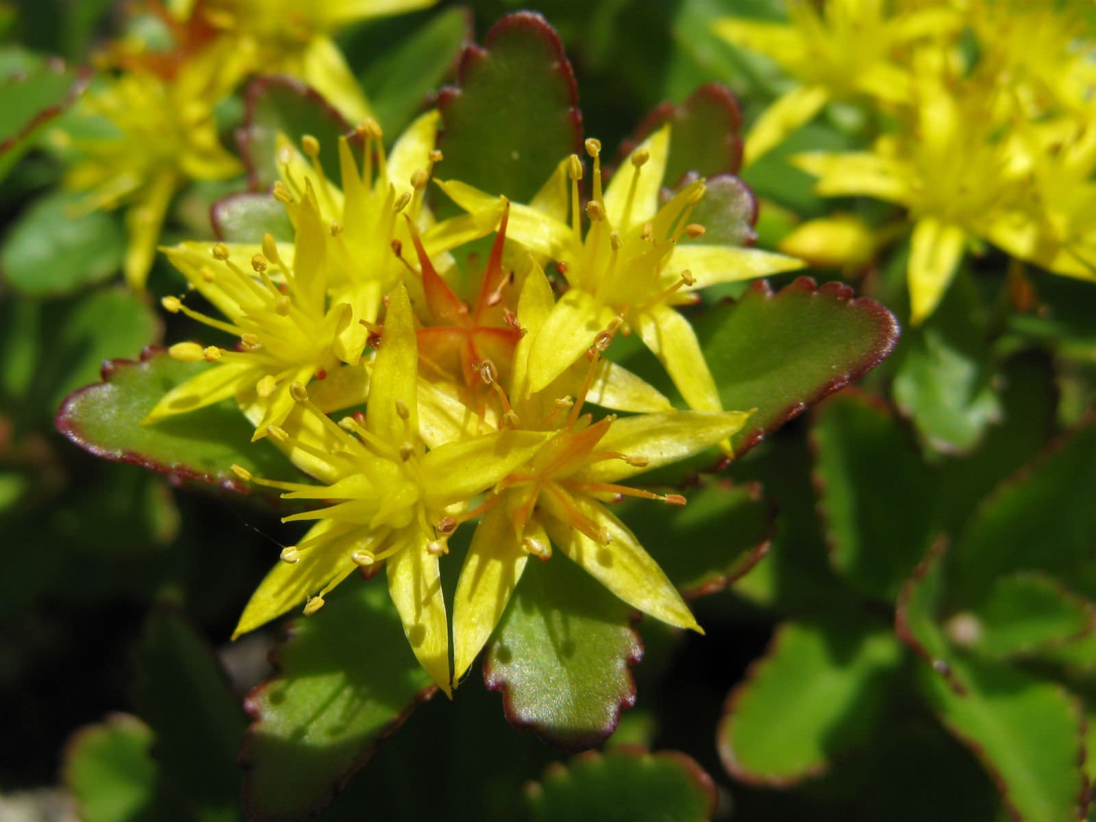 Amazon.com : Sedum Aizoon Seeds, Stonecrop (Phedimus), beautiful