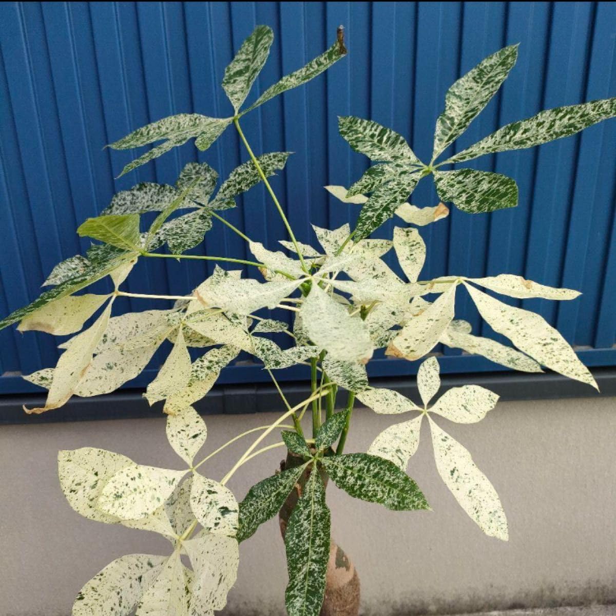 Amazon｜観葉植物パキラ ミルキーウェイ □ 斑入 □ インテリア