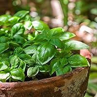 Vista 5 de The Old Farmer's Almanac Organic Basil Seeds (Italian Large Leaf) - Approx 450 Seeds - Certified Organic, Non-GMO, Open Pollinated, Heirloom