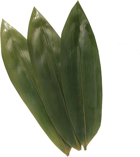 Miniatura 2 de BambooMN Hojas de bambú para cocinar zongzi, alternativa a la hoja de plátano, parrillabarbacoa, bolsas naturales para hervir, 12.25 x 3.5 pulgadas,