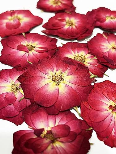 UOKWIWI 20 piezas de flores prensadas naturales y secas para decoración de arte de resina, manualidades, bricolaje