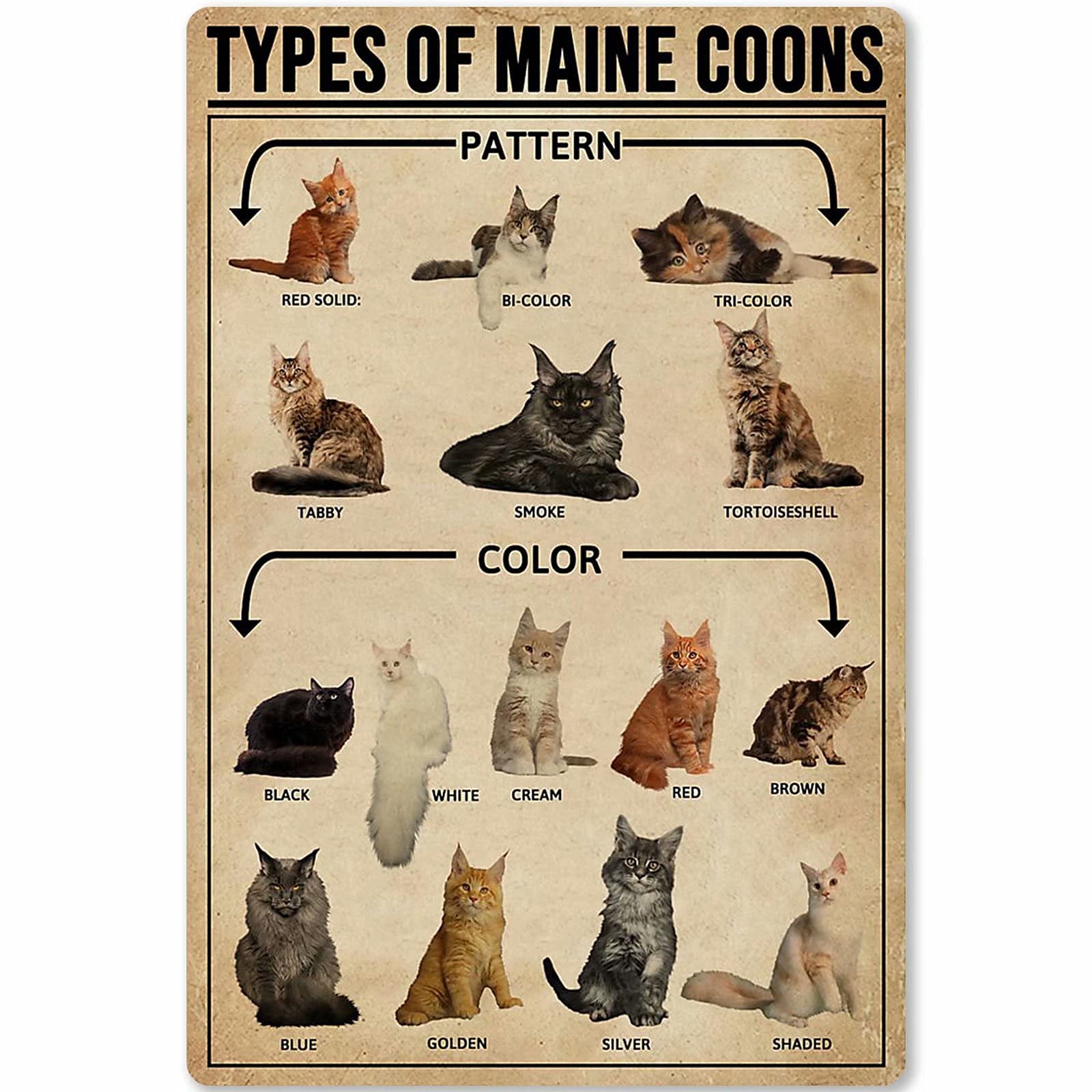 Types Of Maine Coons Poster Maine Coon Cat Knowledge Metal Signs Club Decor Room Home Wall Decor Vintage Printing Plaque 8x12 Inches