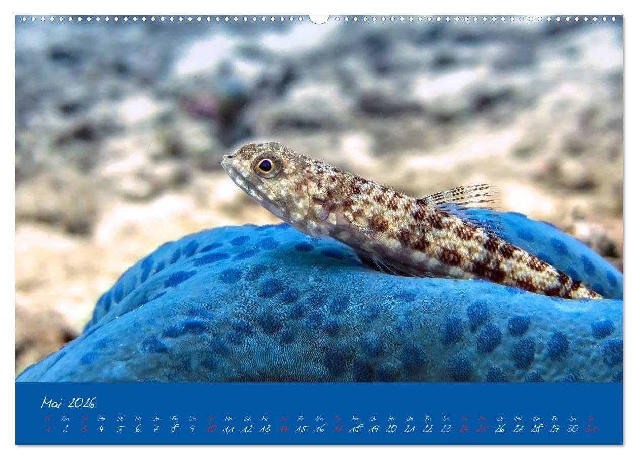 Meer sehen - Abenteuer Tauchen (Wandkalender 2026 DIN A2 quer), CALVENDO Monatskalender: Faszinierende Unterwasseraufnahmen von den Bewohnern tropischer Korallenriffe