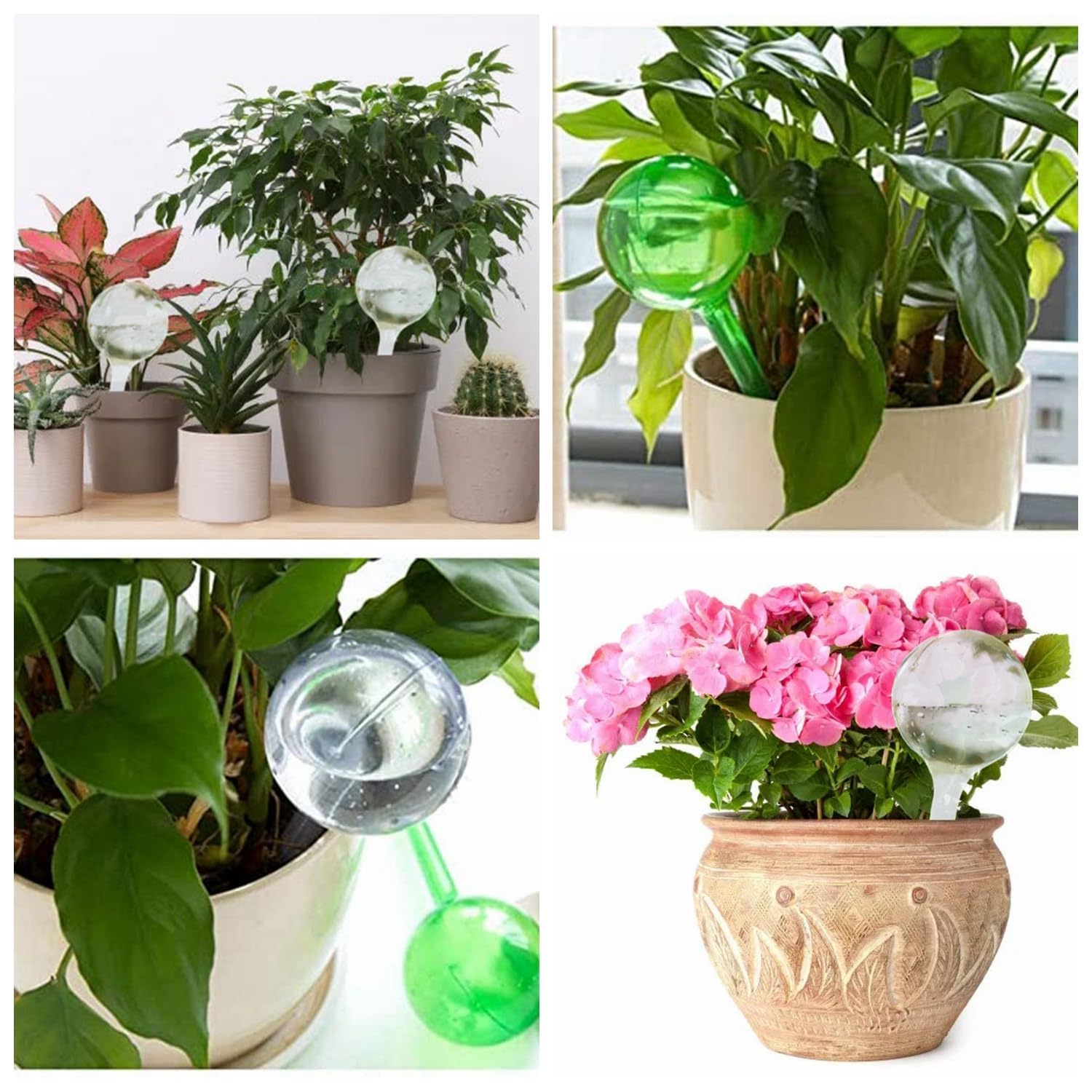 Alluring 6PCS Bewässerungskugeln für Pflanzen 80ml, Selbstbewässerung Watering Globes, Wasserkugeln für Pflanzen, Blumen Wasserspender für Urlaub Indoor Outdoor Balkon Blumentopf Topfpflanzen
