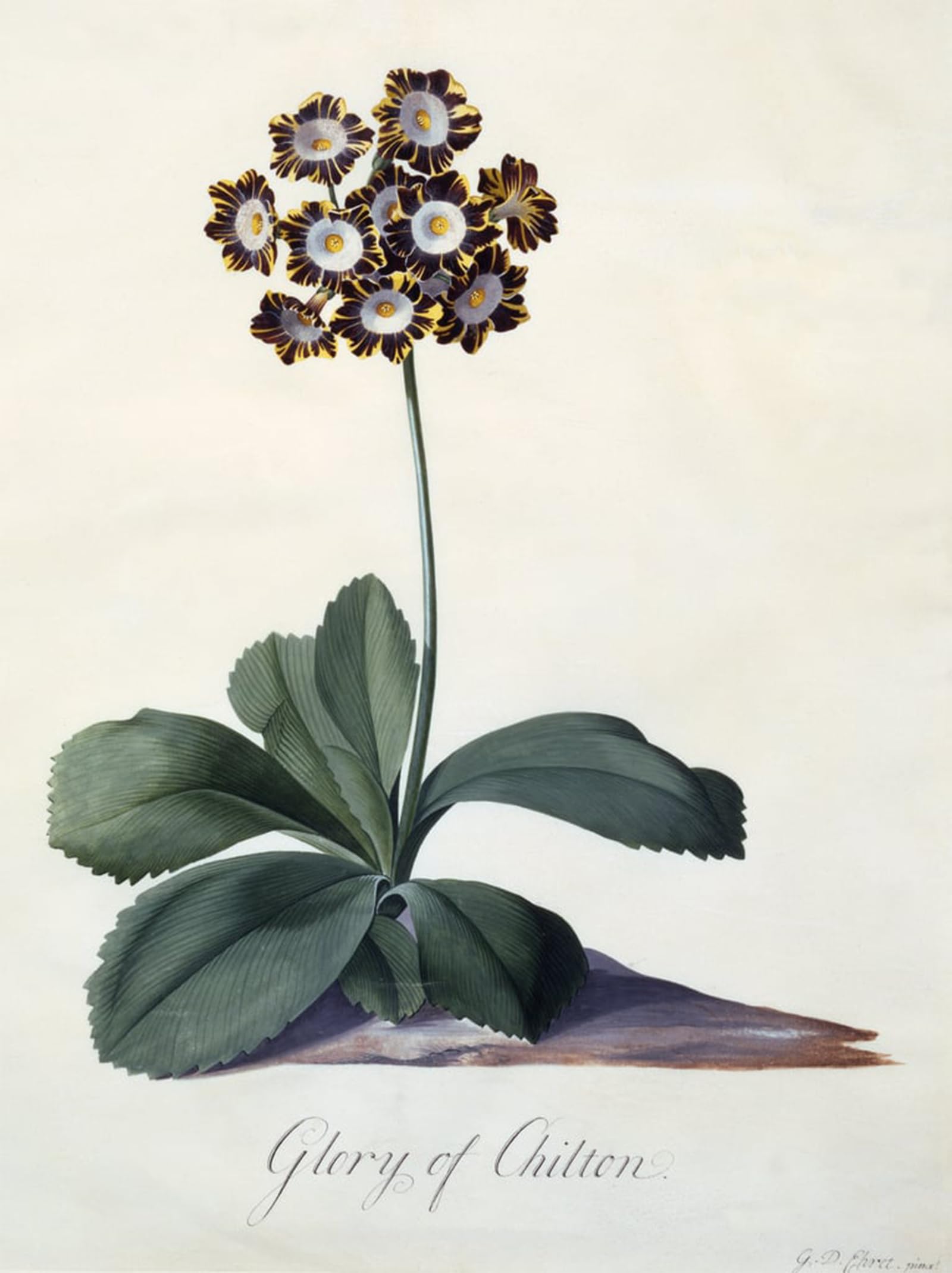 Tableau Toile Gloire de Chilton Georg Dionysius Ehret SERENDIPITP 60x90cm - 5