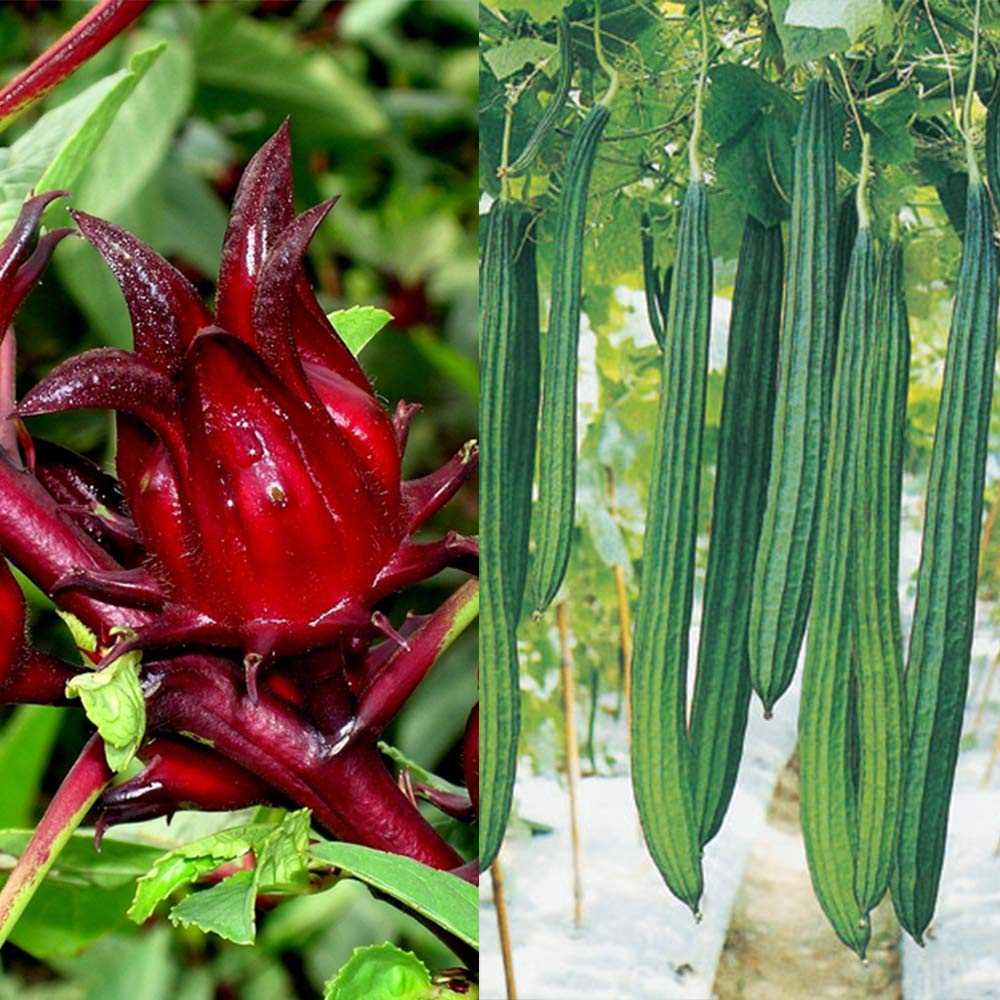 National Gardens Roselle Herb & Ridge Gourd Seeds (Multicolour, Pack of 25 Seeds) (B083LN86YM) Amazon Price History, Amazon Price Tracker