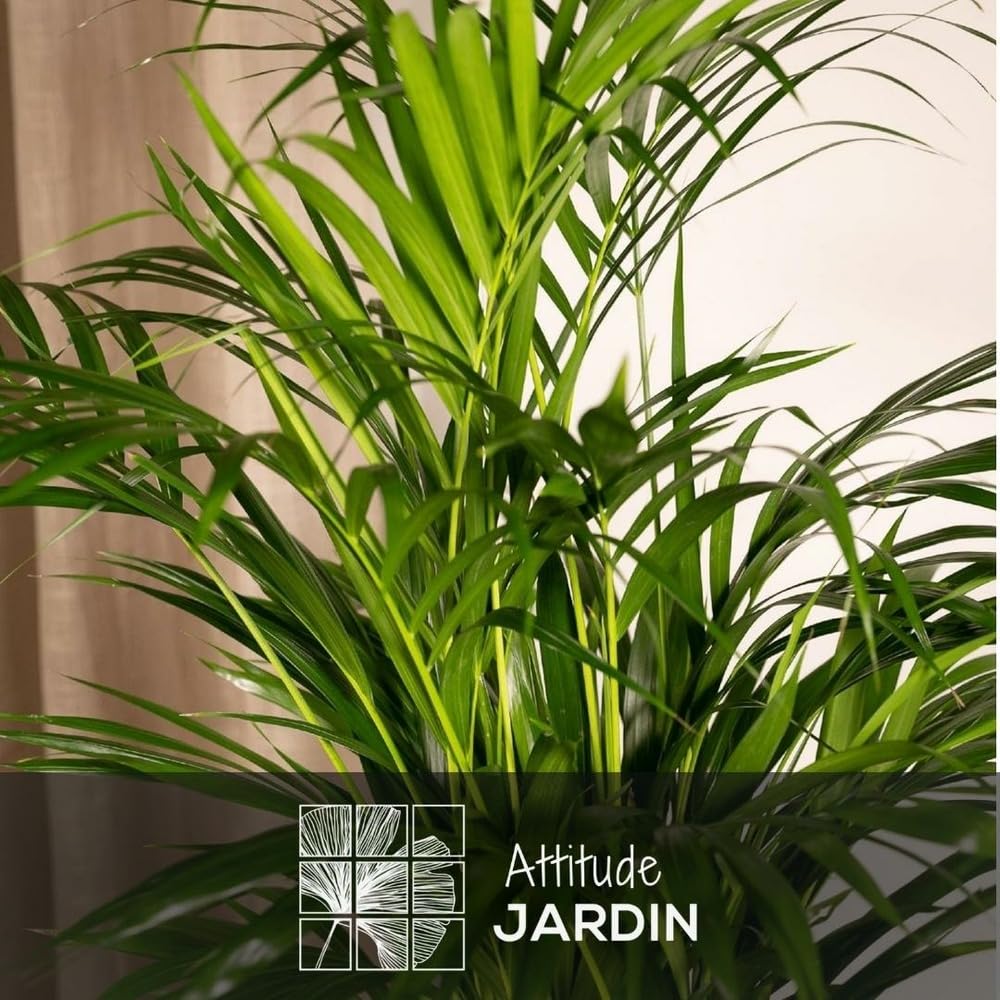 Attitude Jardin - 2x mélange de plantes d'intérieur - chamaedorea - areca - palmier d'intérieur - Lot de 2-70-80 cm - ⌀ 17 cm - purificateur d'air
