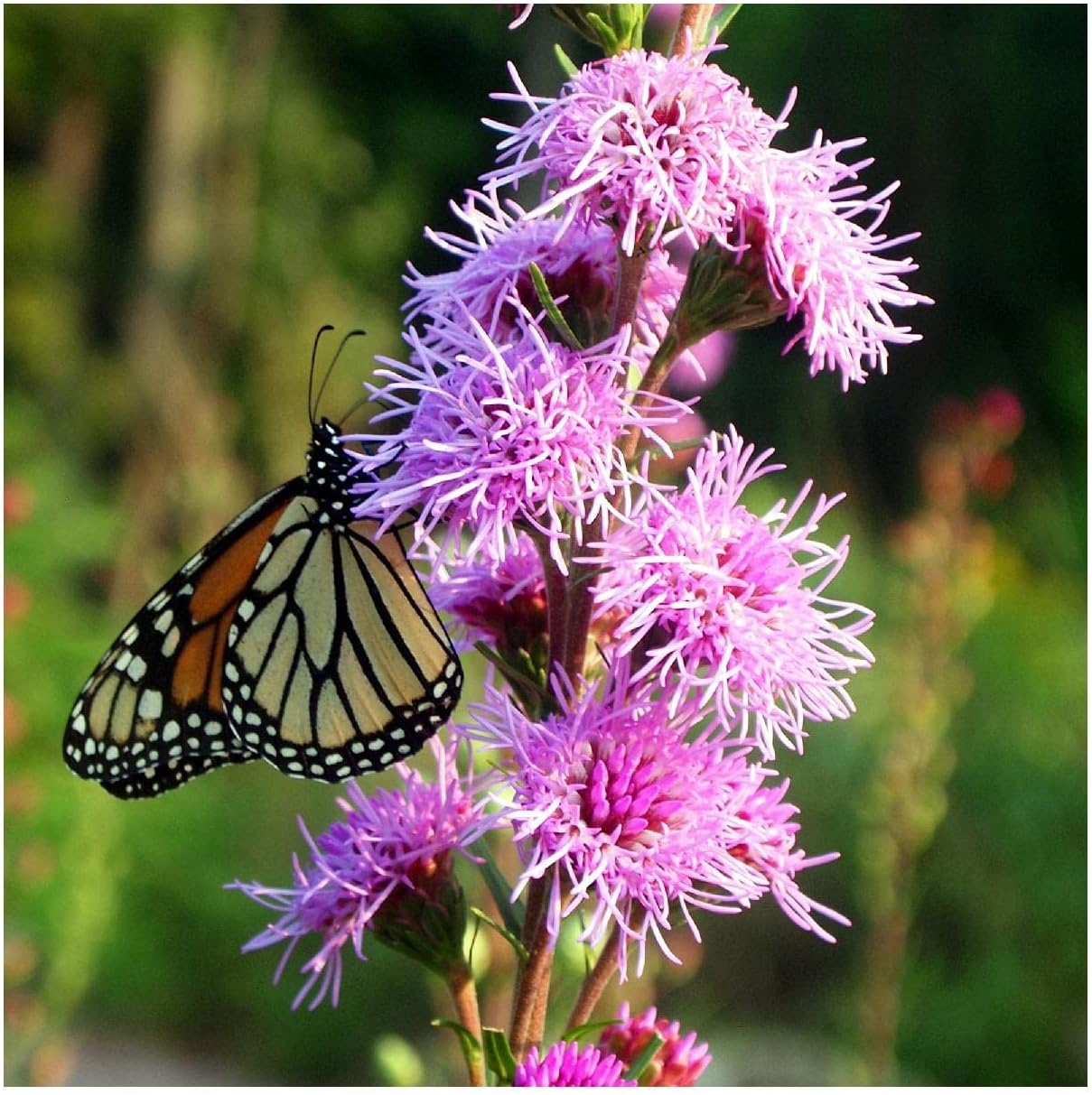 Everwilde Farms - 1 Oz Button Blazing Star Native Wildflower Seeds - Gold Vault
