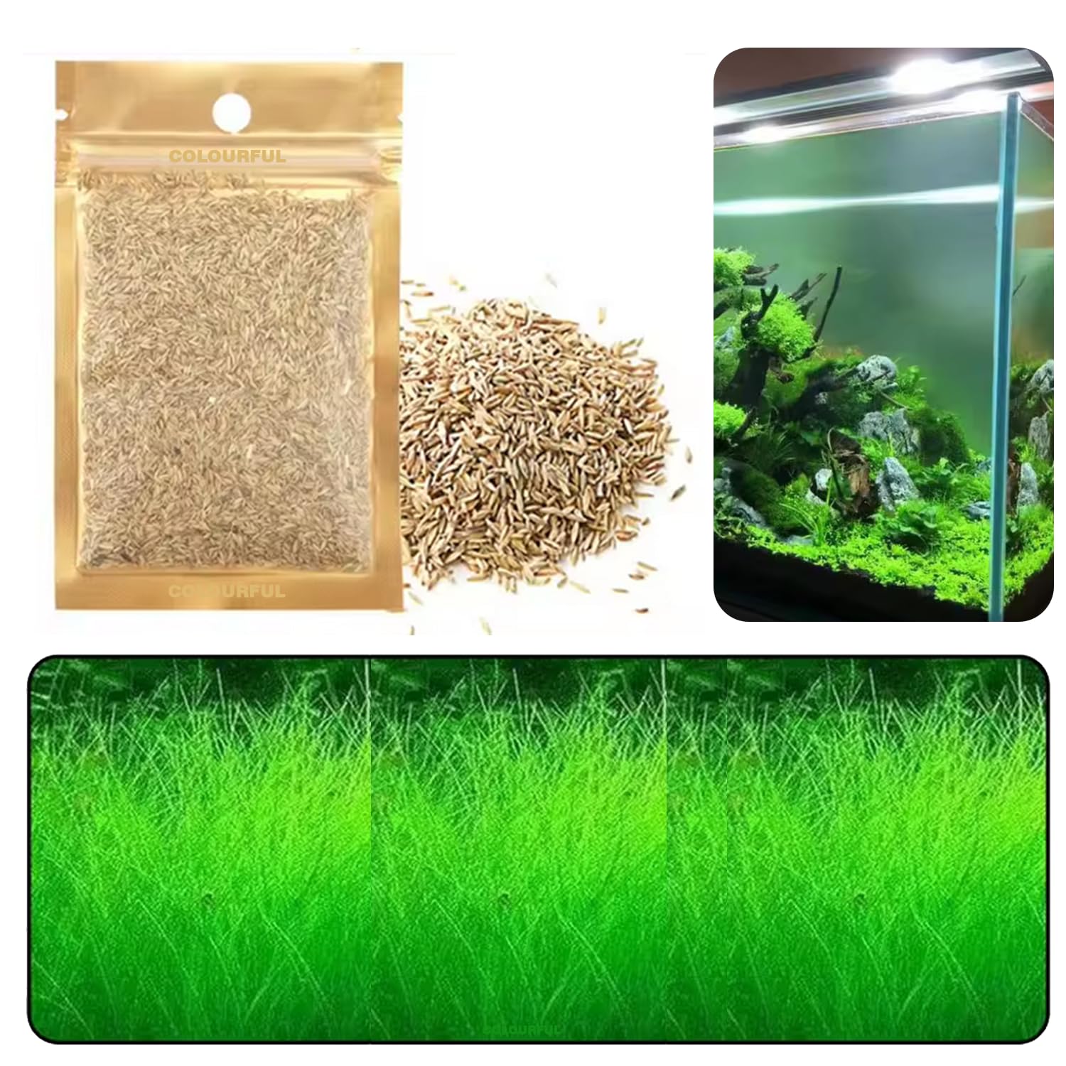 COLOURFUL - Fish Tank Live Seed Decoration | Suitable for Fish Tanks and Bowls | Live Plants for Aquarium Ornaments, GRASS Plant Seeds SMALL - Pack of 1 (B0D72XPDY3) Amazon Price History, Amazon Price Tracker