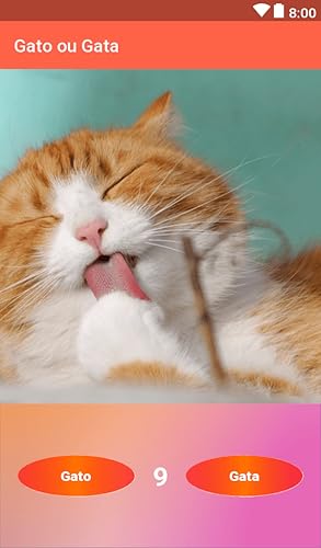 Gato ou Gata