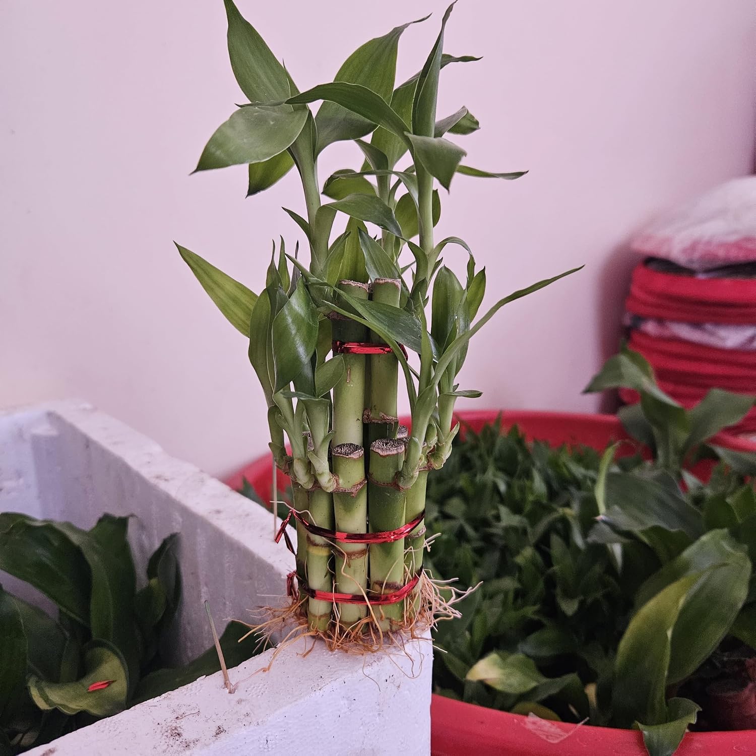 Lucky Bamboo Live Plant, 2 Layer, 10-12 Sticks | Without Pot-image-37
