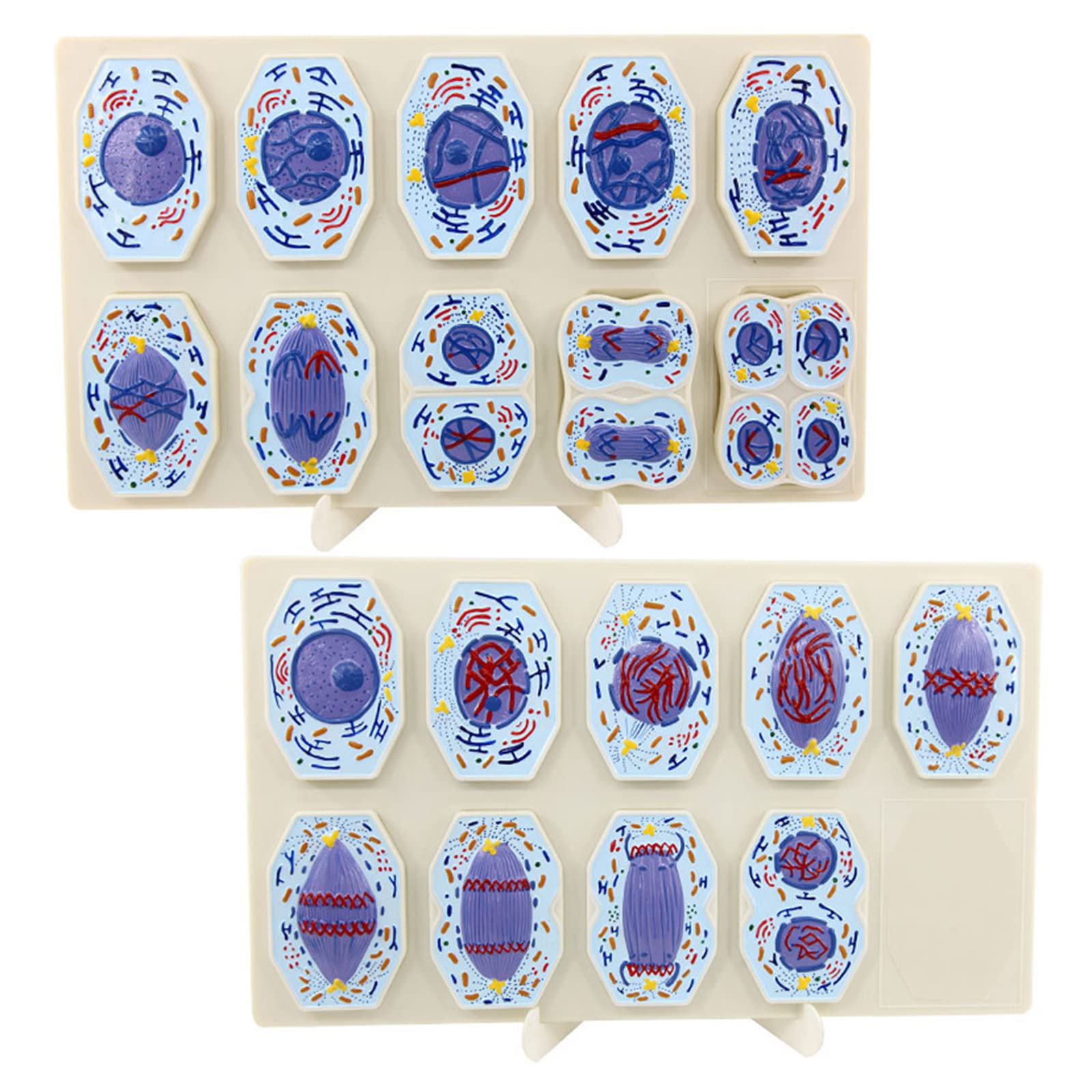 Buy Cell Mitosis Model, Learning Resources CrossSection Cell Model