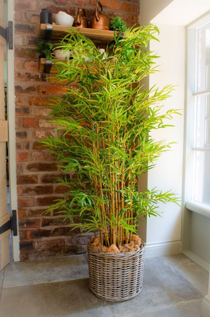 Chinese Bamboo Indoor Outdoor Live Plant – Compact Dwarf Bambusa Multiplex with Grow Bag for Stylish Home Gardening-image-44