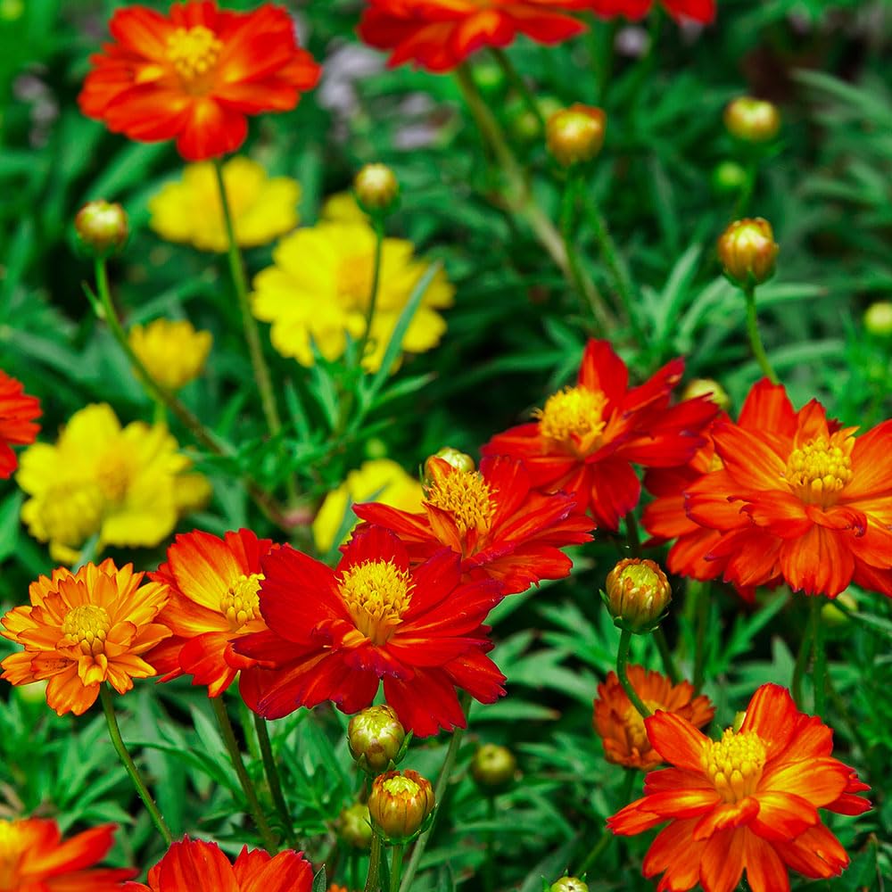 Cosmos Klondyke Mix Seeds – Tall, Cheerful & Very Long Flowering – RHS Plants for Pollinators – Half Hardy Annual – for Your Beautiful Garden