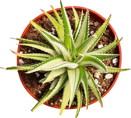 Miniatura 3 de Live Haworthia - Planta suculenta de 4 pulgadas completamente arraigada Haworthia Fasciata Variegata