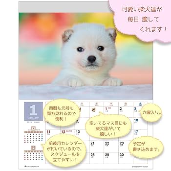 しばけん Amazon | アクティブコーポレーション 2026 カレンダー 壁掛け