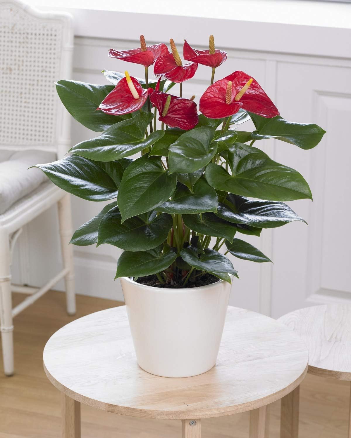 Red Anthurium Laceleaf Colourful Indoor Flower House Plant 13cm Pot Amazon.co.uk Garden