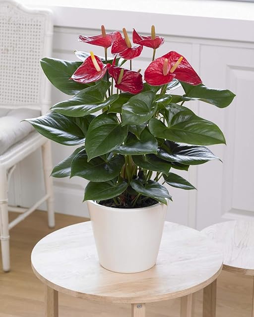 Red Anthurium Laceleaf Colourful Indoor Flower House Plant | 13cm Pot