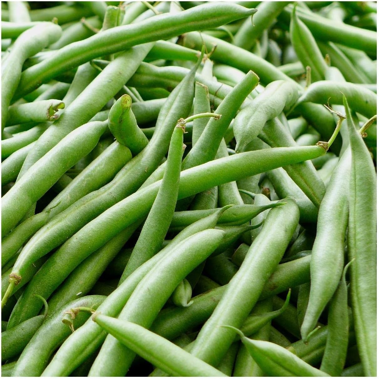 Everwilde Farms - 1 Lb Kentucky Blue Pole Bean Seeds - Gold Vault