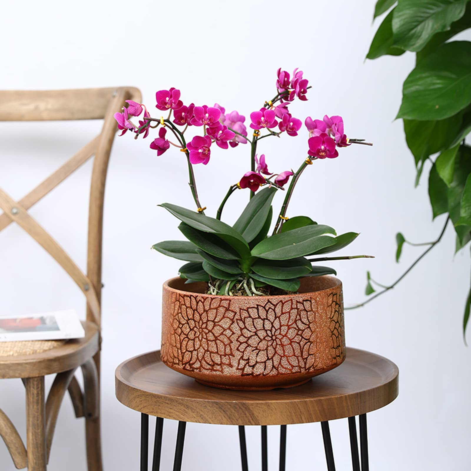 Vasi da Giardino Vaso Phalaenopsis di Lusso in Ceramica Leggera, Vaso da Fiori in Stile Cinese con Foro di drenaggio e Vassoio in plastica per la Decorazione Domestica