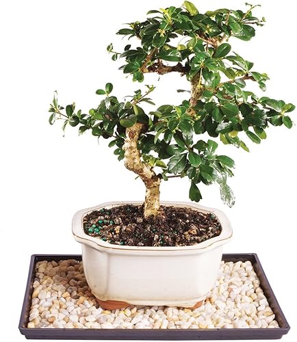 Brussel's Live Fukien Tea - Árbol bonsái para interiores, 7 años de edad 8 a 12 pulgadas de alto con recipiente decorativo, bandeja de humedad y