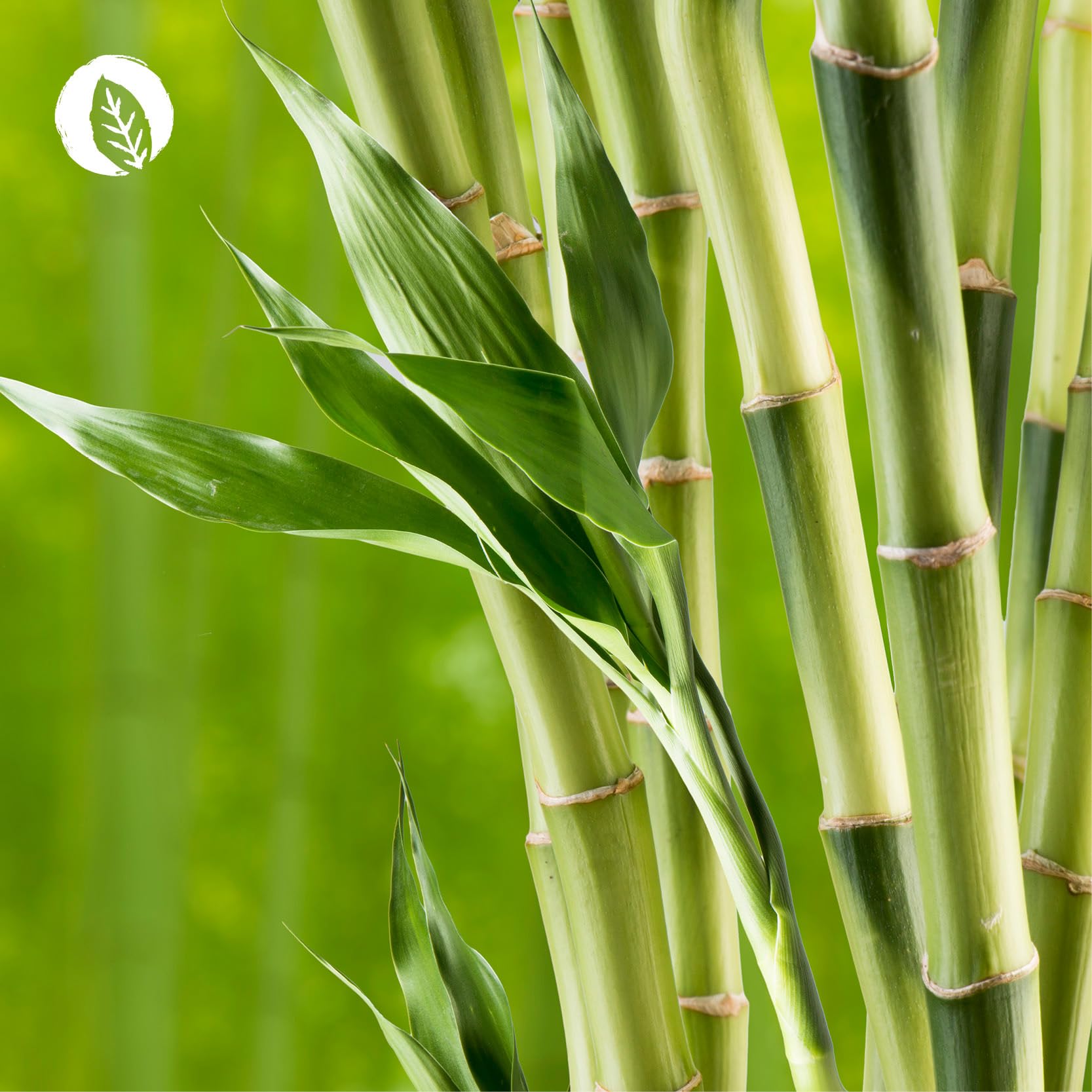 Natürlicher Haut, Haare & Nägel Komplex mit Haar-Vitamin Biotin, Zink (Zinkbisglycinat), Hyaluronsäure (500-700 kDa), Bambus (Silizium), Brennesselsamen, Hagebutte (VitaminC) + Vitamin E. 60 Kapseln.
