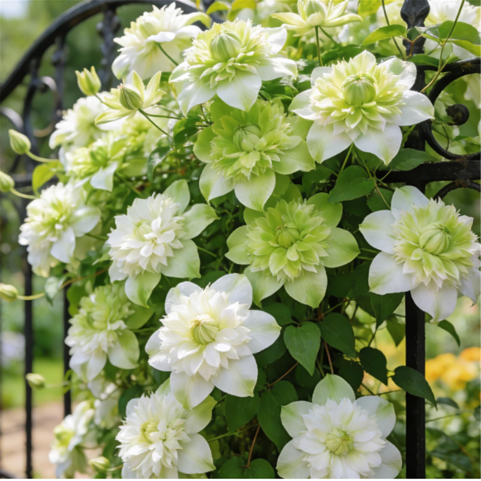 Rare Clematis/Climbing Clematis/Rhizomes/Garden Fences/Climbing Plant Decorations/Bare Roots Hardy, Professional for Beautiful Indoor/Outdoor Displays-5 Roots-B
