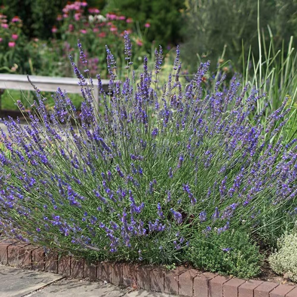 Live Lavender Plant in 3'' Pot, Fragrant Perennial Herb for Indoor and Outdoor Growing, Well Rooted Lavender Flowering Bushes - Grosso Lavender