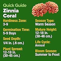 Vista 26 de HOME GROWN Más de 1000 semillas de cilantro para plantar en interiores o exteriores, hierbas tradicionales sin OMG, semillas de plantas de cilantro