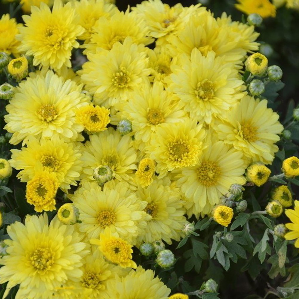 Seed 100Pcs Ground-Cover Chrysanthemum Seeds Home Garden Yard Flower Bonsai Decor - Yellow