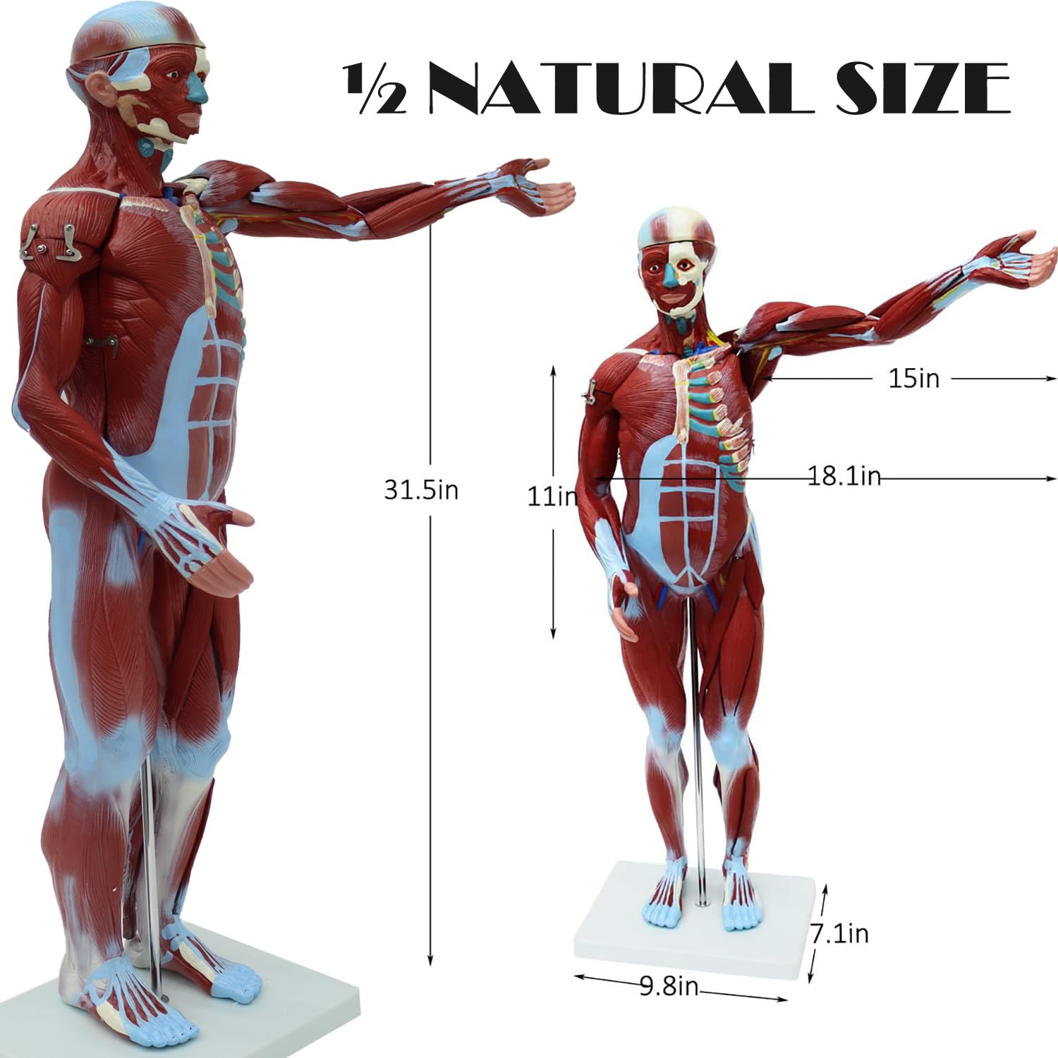 PreAsion Anatomical Human Muscular Figure Model with 27 Removable Parts Human Muscle Organ Model Training Manikin Model with 27 Parts for Teaching 31.5'' Tall,1/2 lifesize