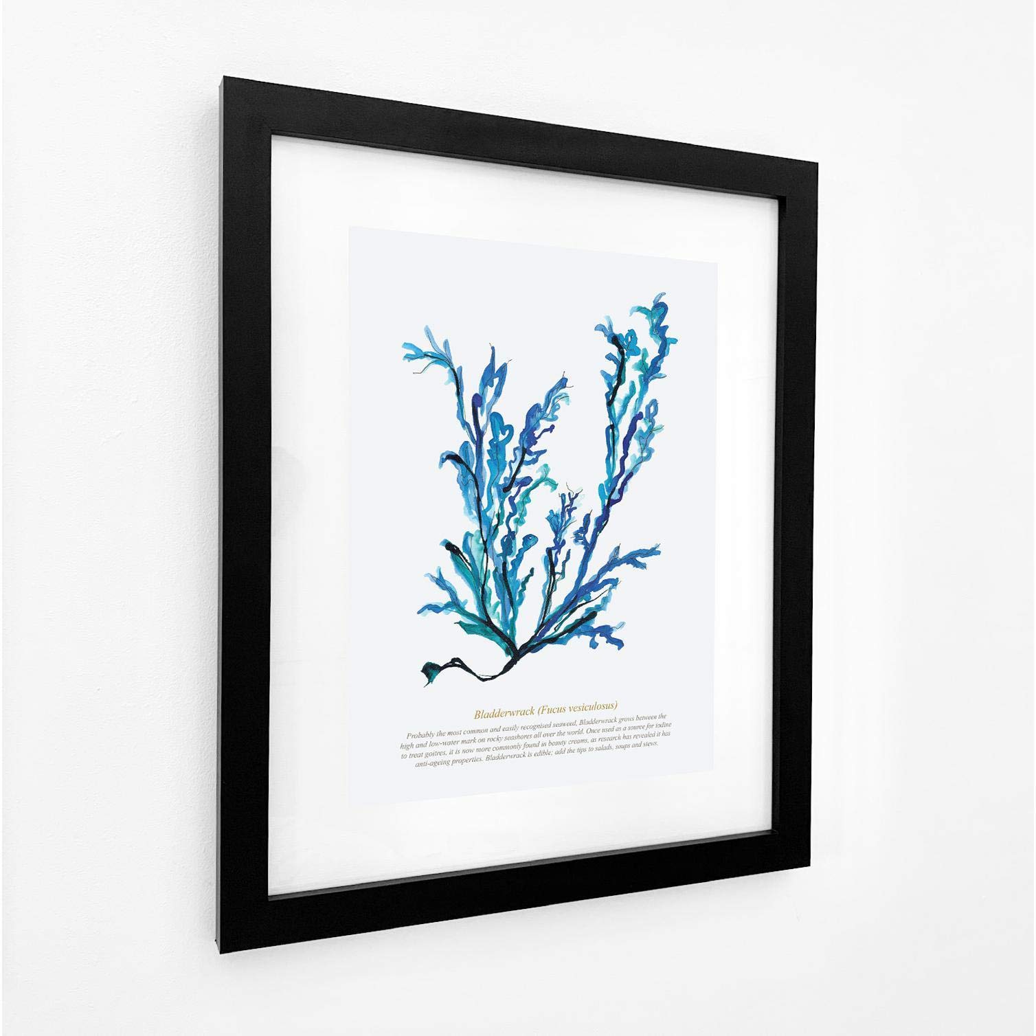 SeaKisses Bladderwrack Watercolour Print Wall Art Black Frame