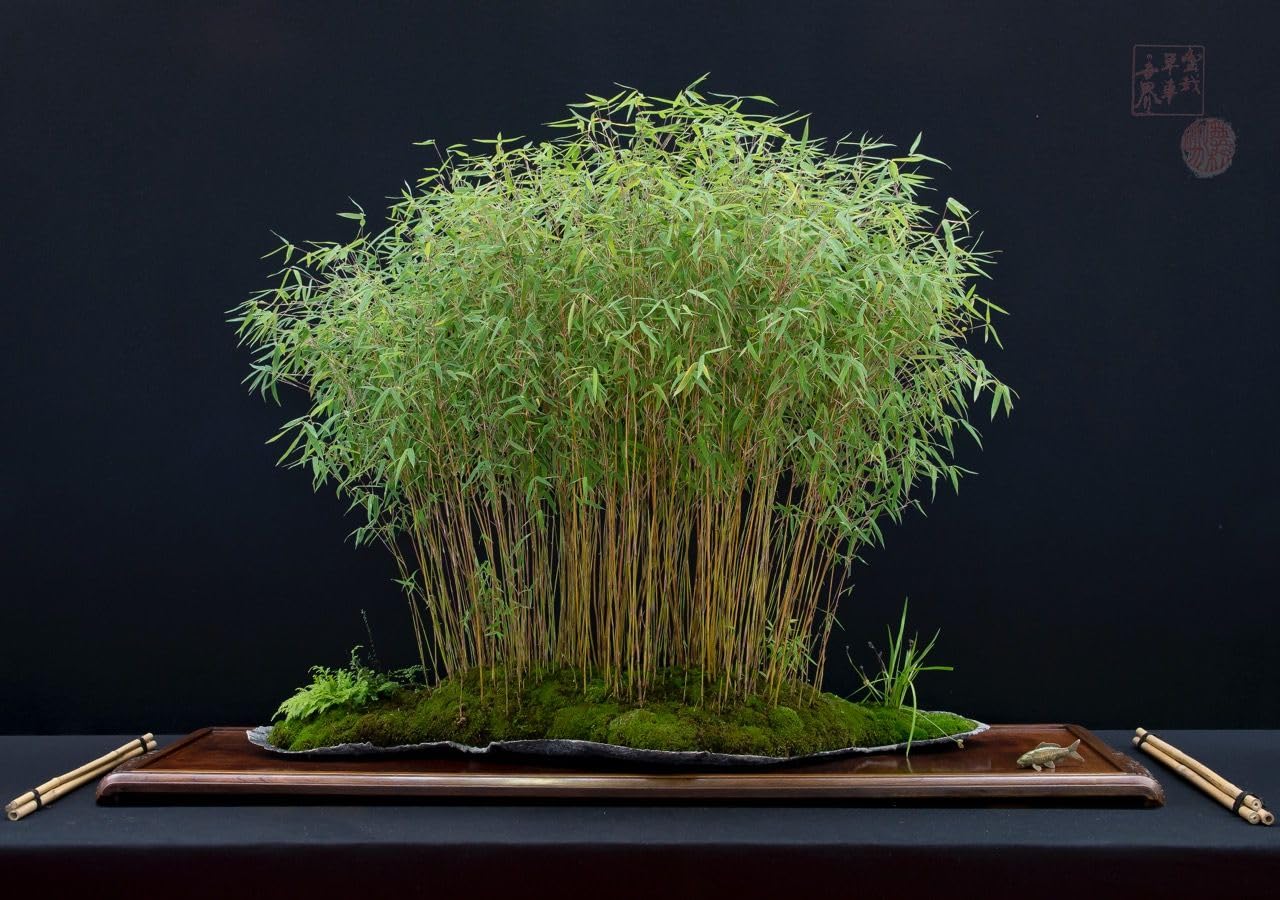 Bamboo plants for home decoration 1 live bush-image-30