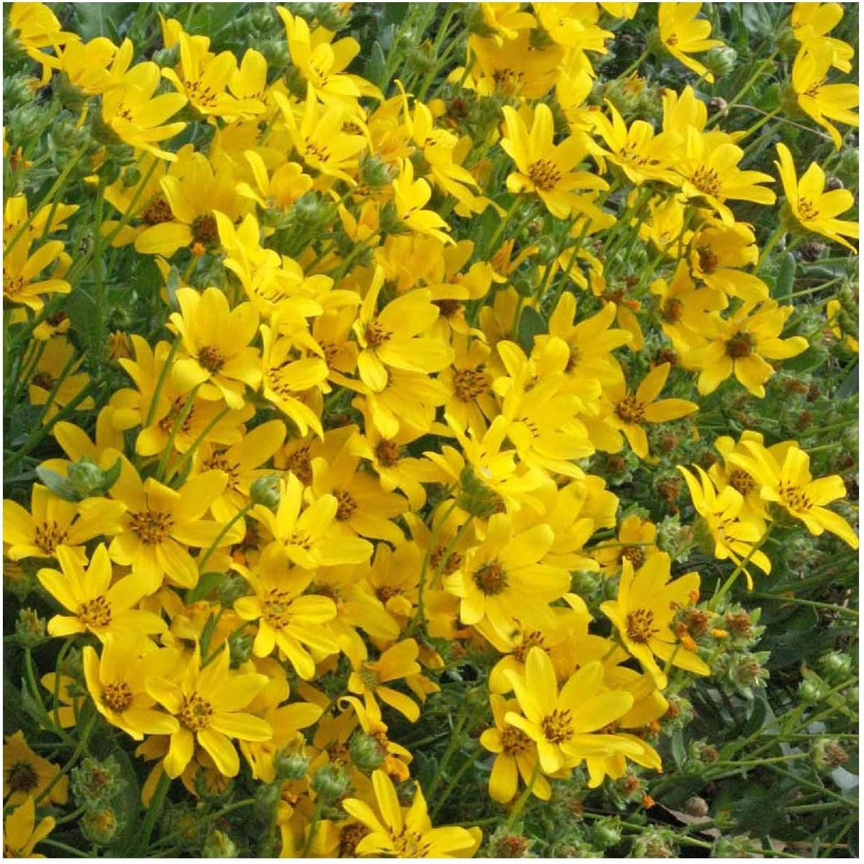 Everwilde Farms - 1/4 Lb Engelmann Daisy Native Wildflower Seeds - Gold Vault