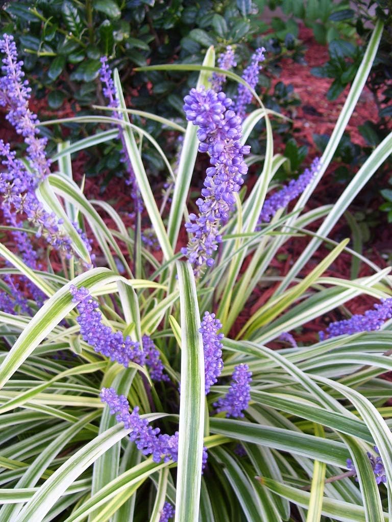 Variegated Liriope | 20 Live Plants | Liriope Muscari Variegata | Ornamental Ground Cover Plants | Evergreen Foliage